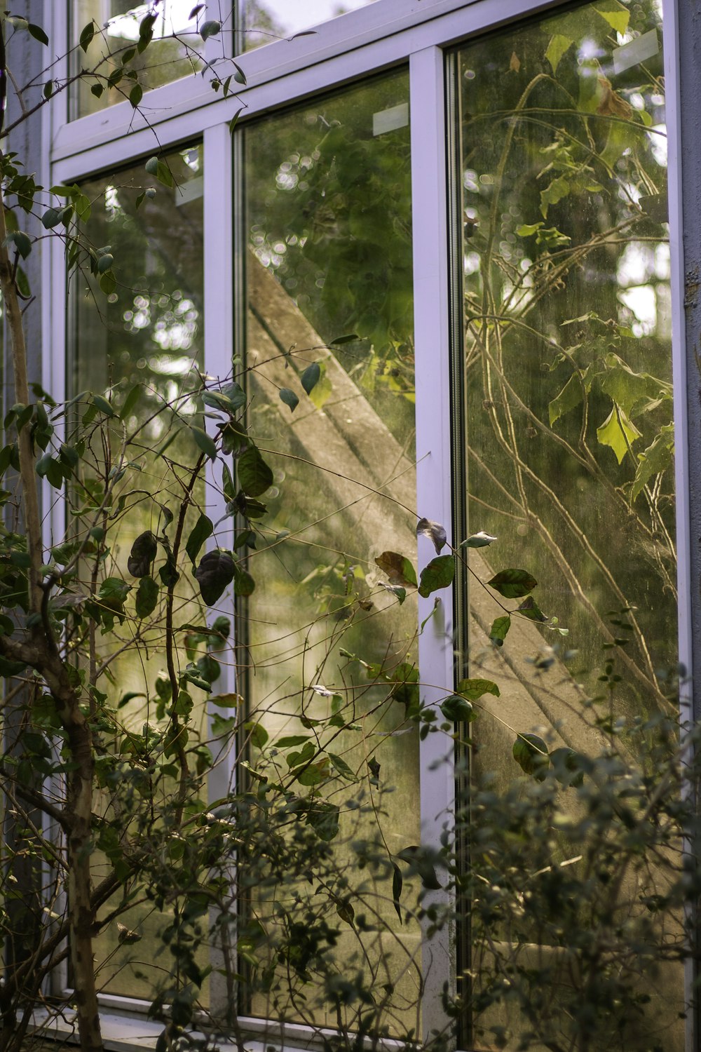 a window with vines growing out of it