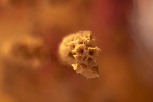 A macro shot of a dried flower, focusing sharply on its textured petals, set against a softly blurred warm-toned background.