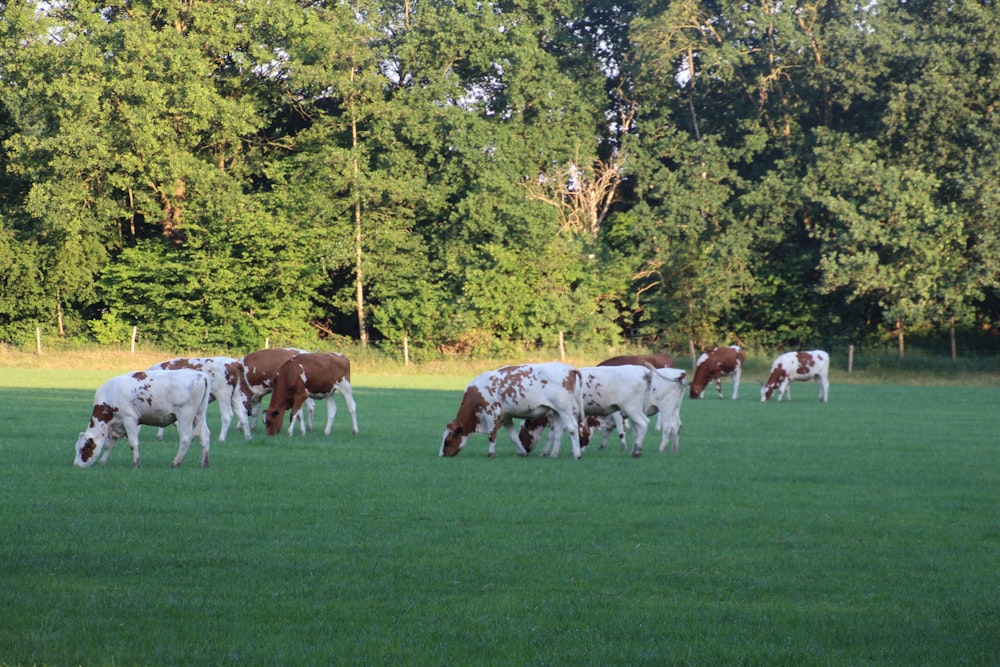 a herd of cattle grazing on a lush green field