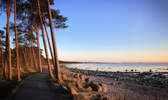 A serene coastal path lined with trees leading to a calm sea under a soft sunset.
