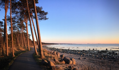 A serene coastal path lined with trees leading to a calm sea under a soft sunset.