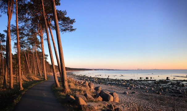 A serene pathway along the Sunshine Coast lined with white sand and soft coastal plants glowing under a calm sunrise.