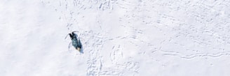 A single penguin stands on an expansive, snowy white surface. Its shadow is visible on the snow, and the area around the penguin appears to have multiple trails and markings, possibly from other penguins or movement through the snow.