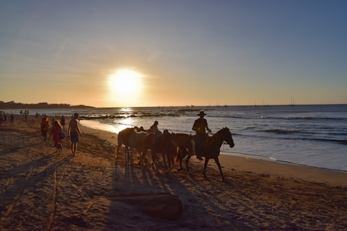 A peaceful beach scene at sunset with horses walking along the shore