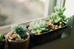 Close-up of vibrant succulents clustered in decorative pots on a sunny windowsill.