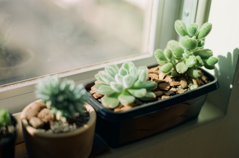 ein paar Pflanzen, die auf einem Fensterbrett sitzen