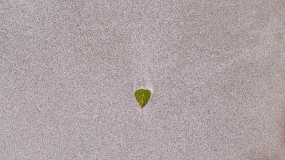 a green leaf sticking out of the sand