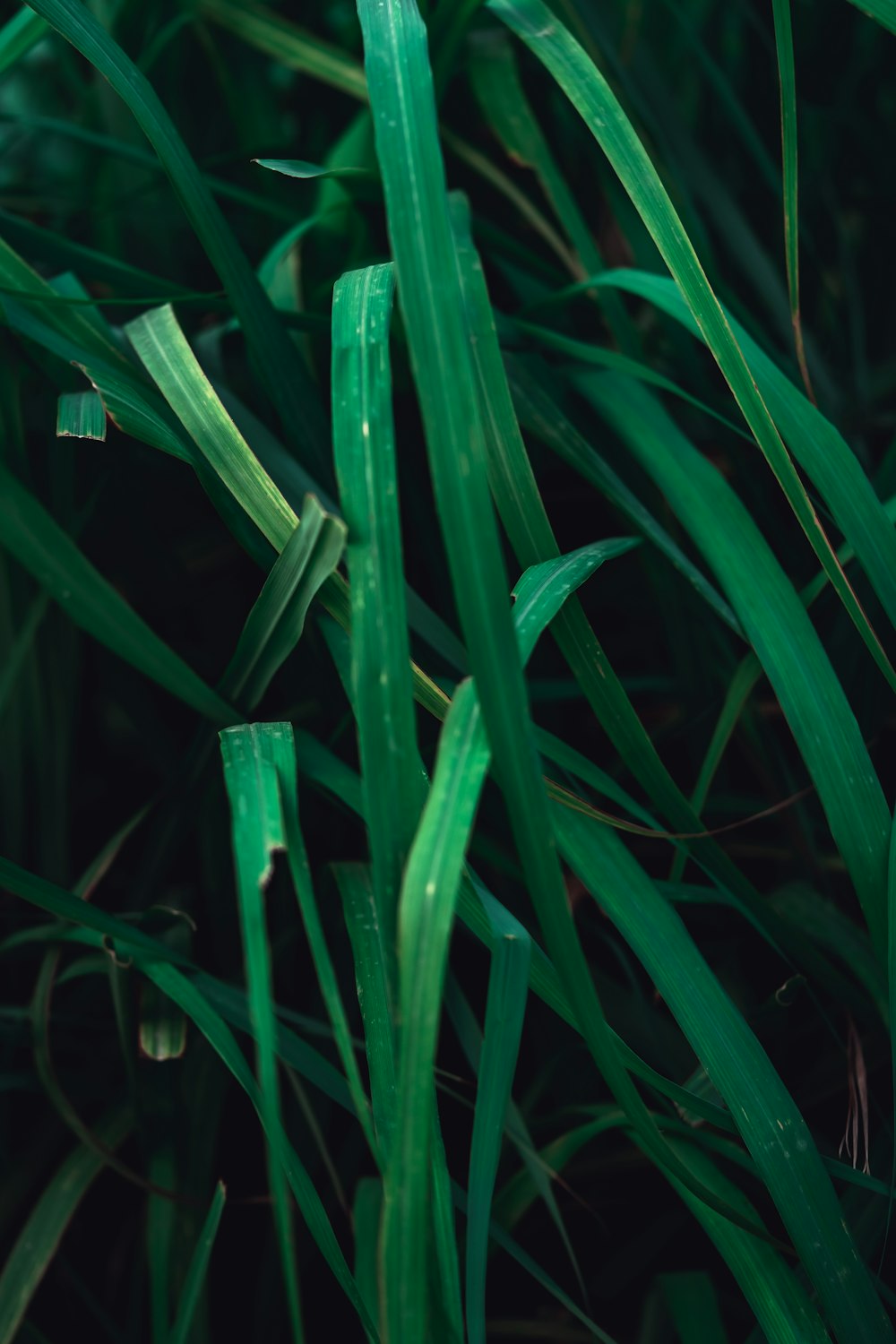 a close up of a bunch of green grass