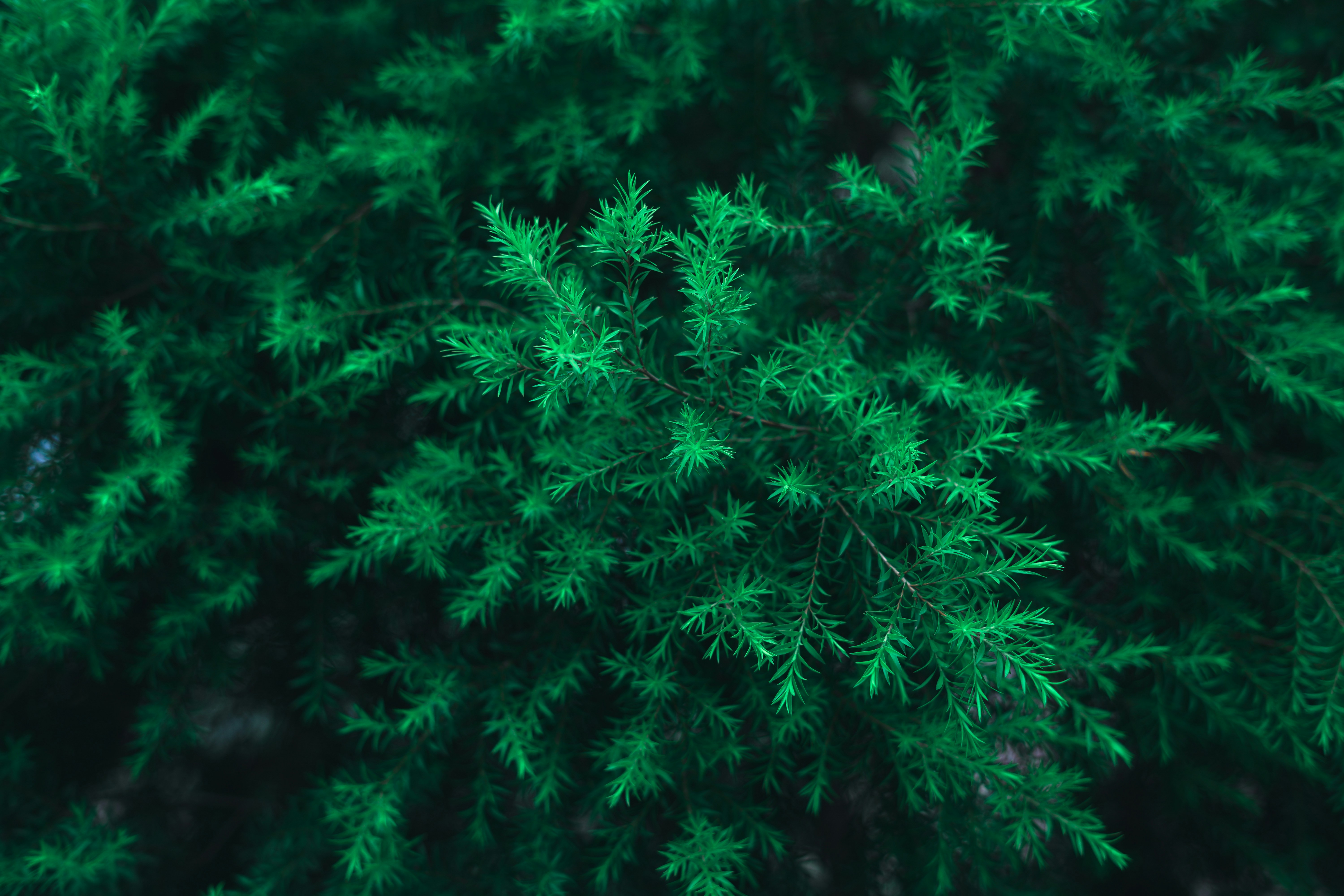 a close up view of a green tree