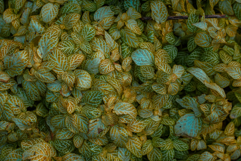 a large pile of green and yellow leaves