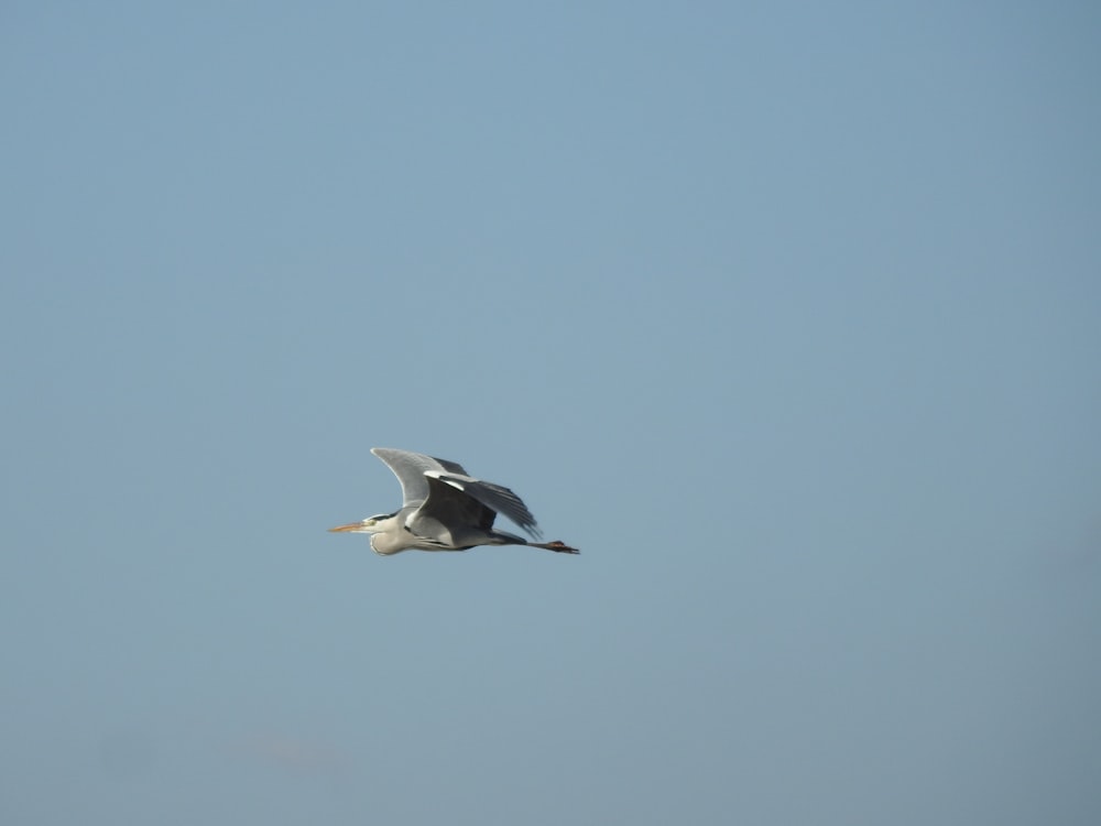 a large bird flying through a blue sky