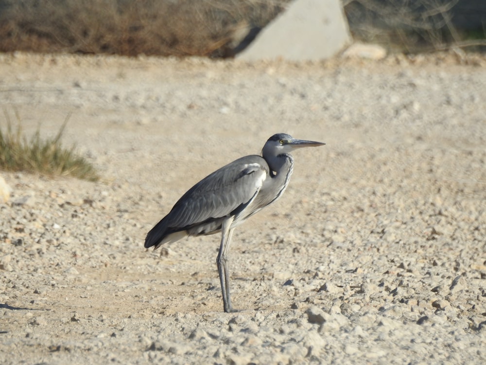 a bird is standing on a rocky area