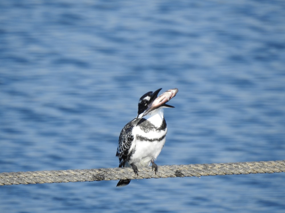 a bird sitting on a rope with a fish in its mouth