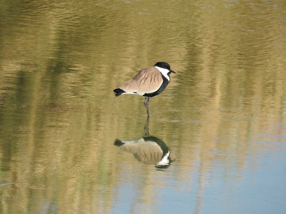 a bird is standing in the water looking for food