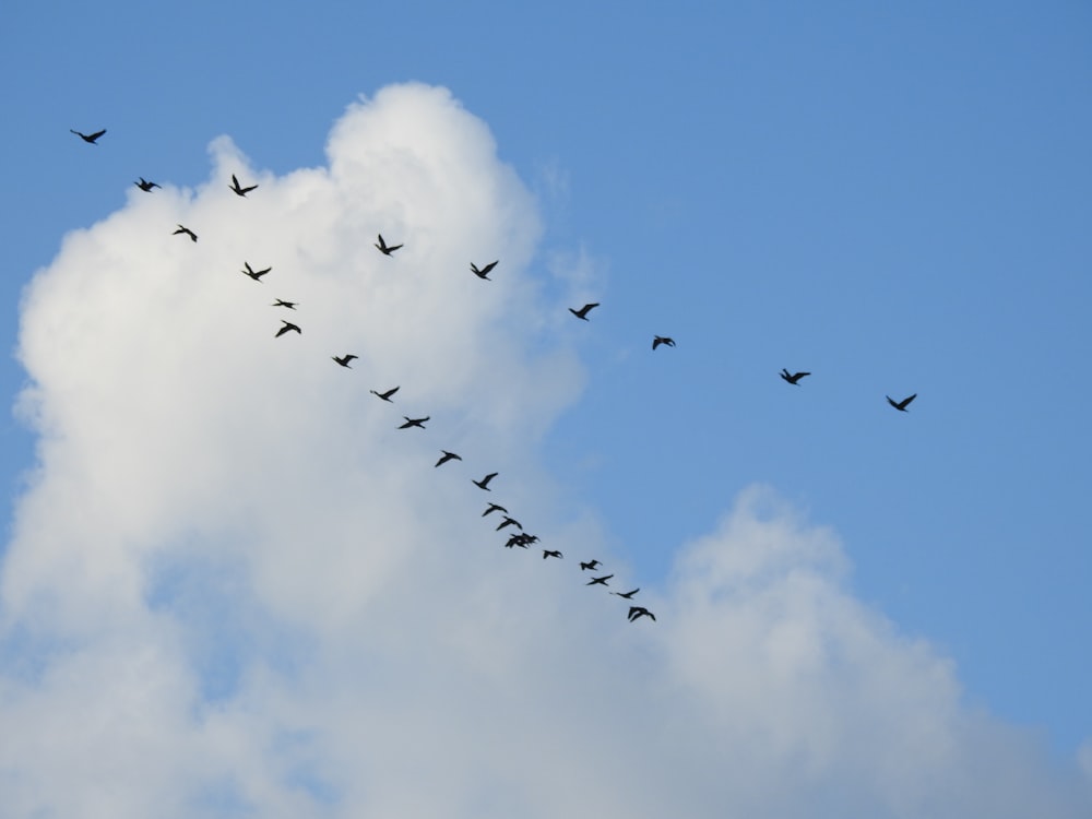 a flock of birds flying through a cloudy blue sky