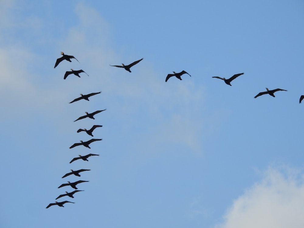 a flock of birds flying through a blue sky