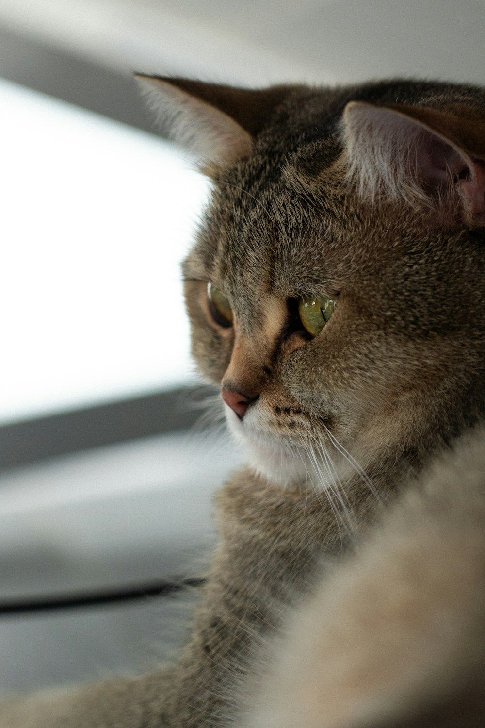 a close up of a cat laying on a table