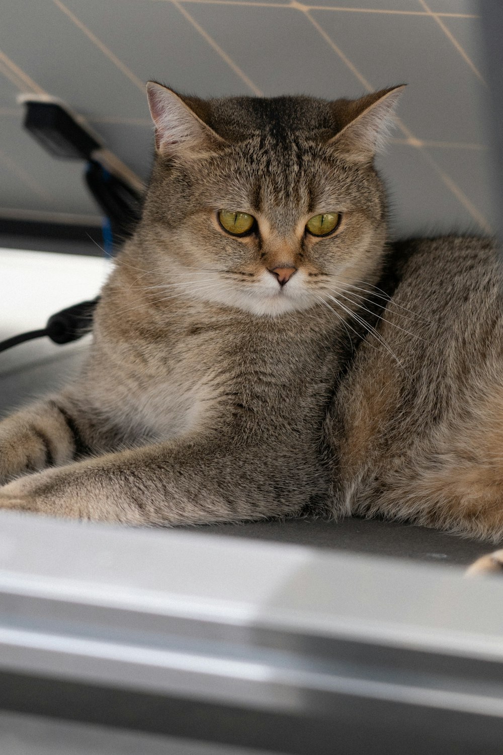 a cat sitting on top of a laptop computer