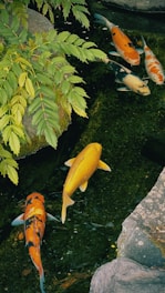 Colorful ornamental fish swimming in a clear rural pond surrounded by greenery.
