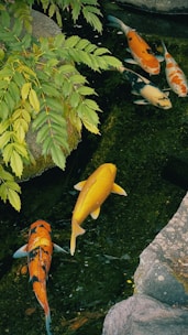 Colorful ornamental fish swimming in a clear rural pond surrounded by greenery.