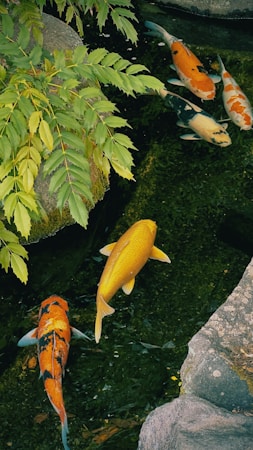 Colorful koi fish swimming in a serene pond surrounded by lush green foliage and rocks.