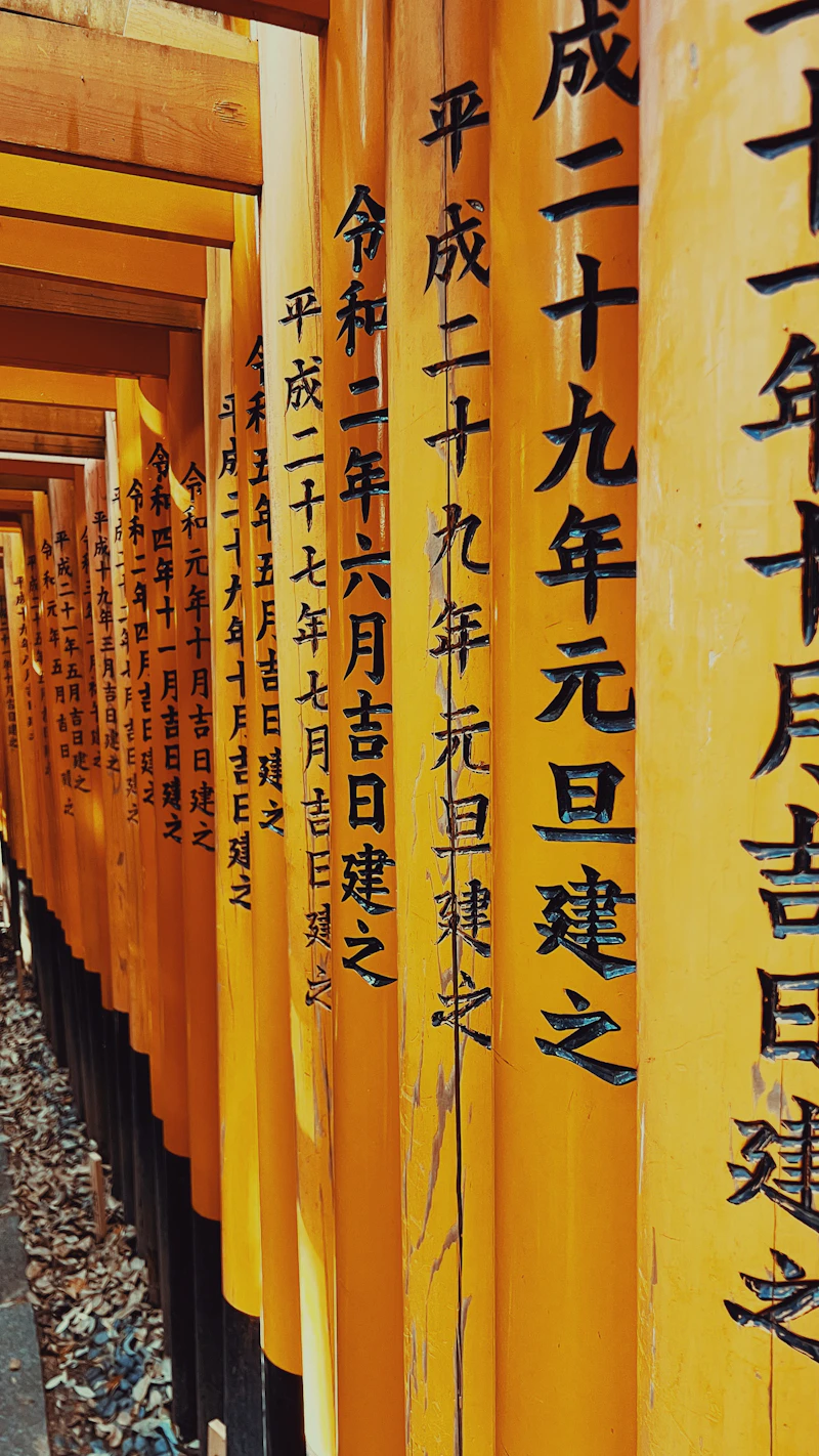 Torii gates morning light