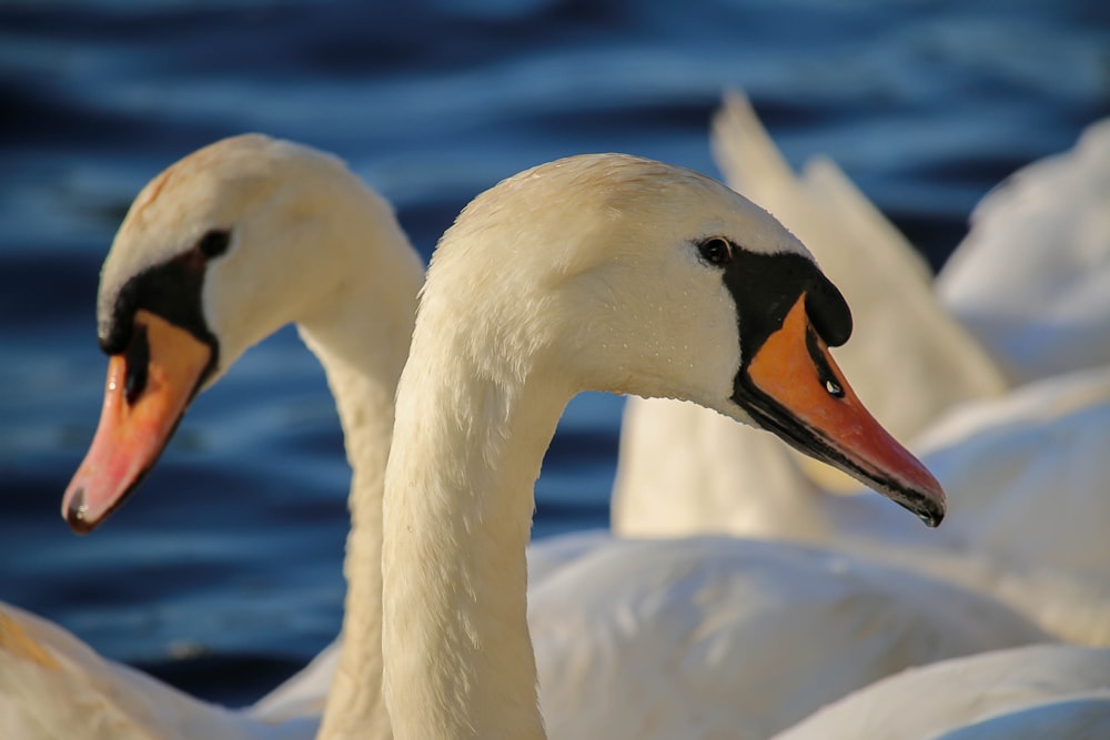 Un grupo de cisnes blancos flotando sobre un cuerpo de agua