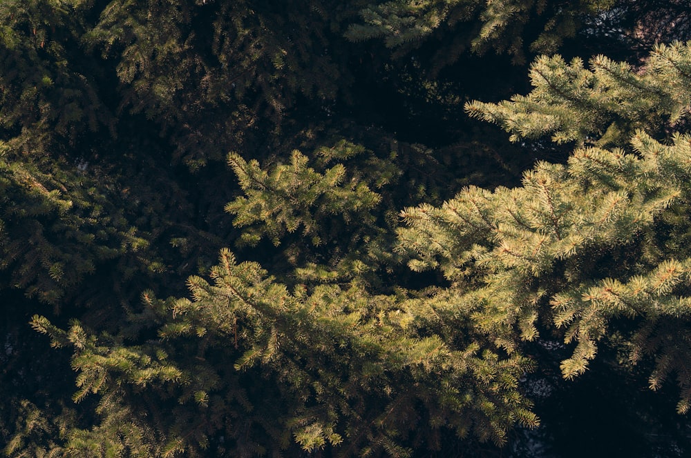 the top view of a group of pine trees