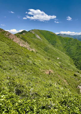 A lush green plot of land with rolling hills in the background under a clear blue sky.