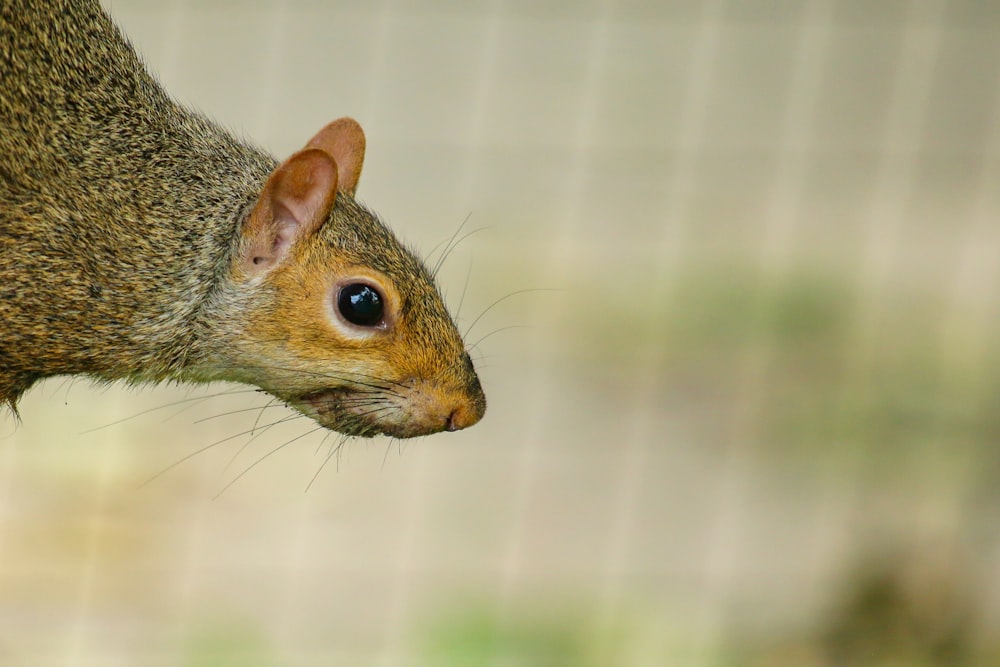 a close up of a squirrel with a blurry background