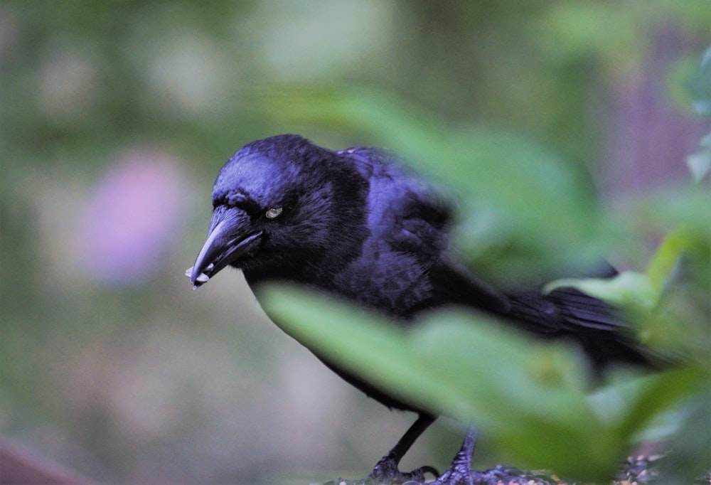 Un pájaro negro sentado en la cima de la rama de un árbol