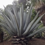 Large agave plant with spiky, thick leaves radiating outward. Surrounded by lush greenery and other plants, suggesting a natural or garden setting.