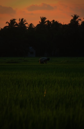 A friendly technician in a navy blue uniform treating a lush backyard on Long Island at sunset.