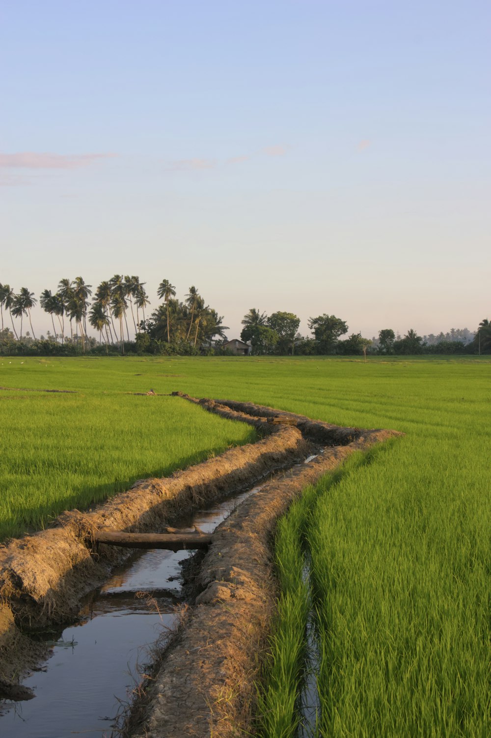 a green field with a stream running through it