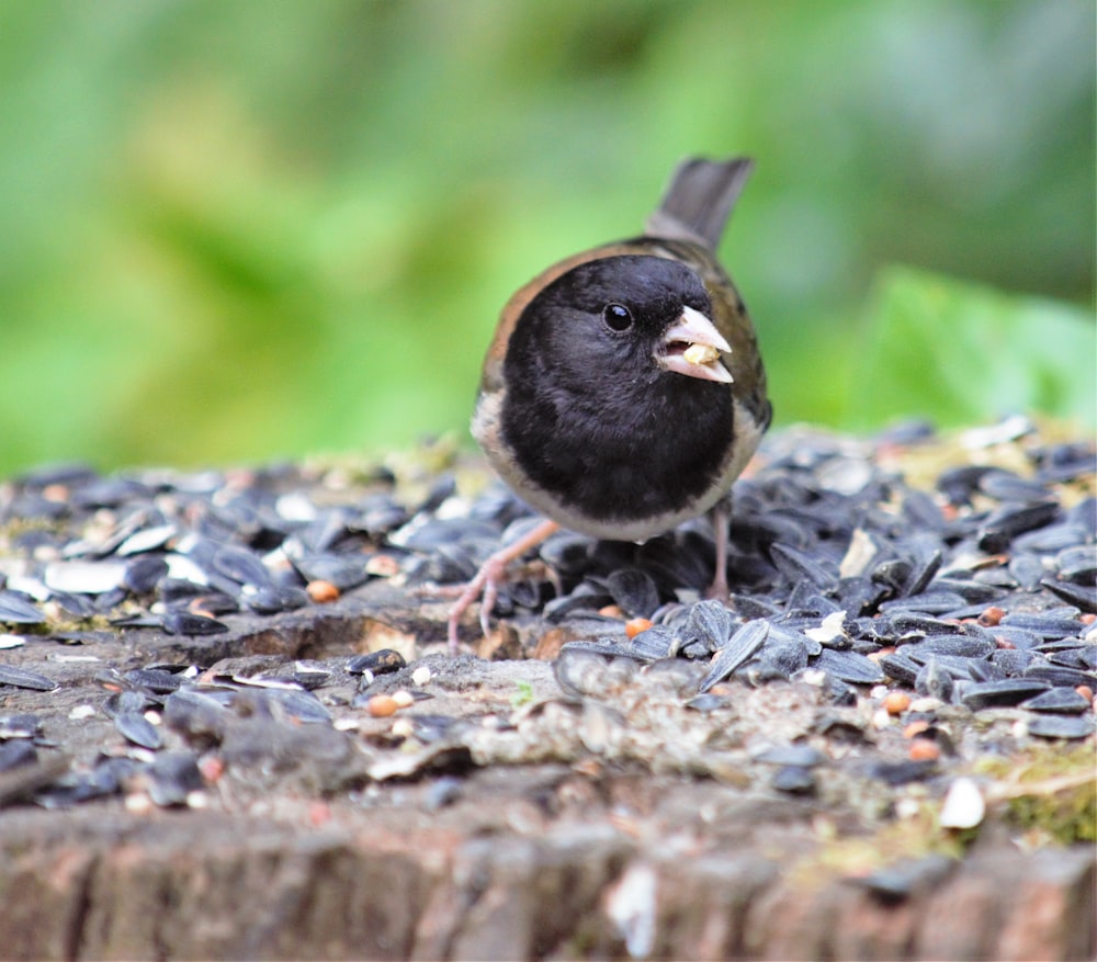 a small bird standing on top of a pile of gravel