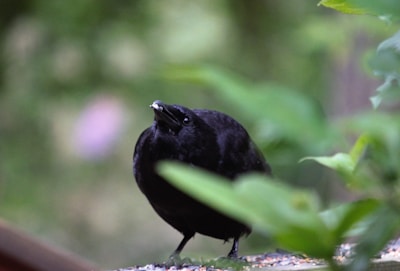 A black crow or raven stands on the ground surrounded by green foliage. The bird's head is slightly tilted upward, and its beak appears to hold a small object. The background is blurred, giving a bokeh effect that highlights the bird.