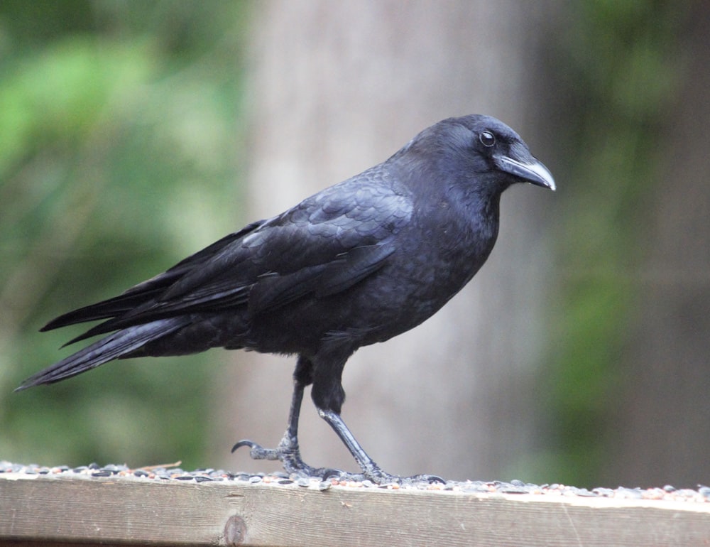 a black bird sitting on top of a wooden bench