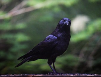 A black crow stands on a surface likely covered in scattered seeds, with a blurred, lush green background suggesting a natural setting. The crow has its head slightly tilted, giving a curious or attentive look.