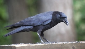 A black crow is perched on a wooden surface covered with seeds. Its glossy feathers and sharp beak are prominent as it gazes forward, capturing a moment of stillness.