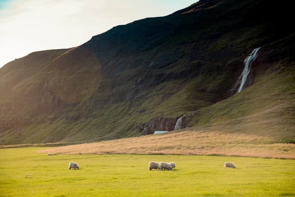 a herd of sheep grazing on a lush green hillside