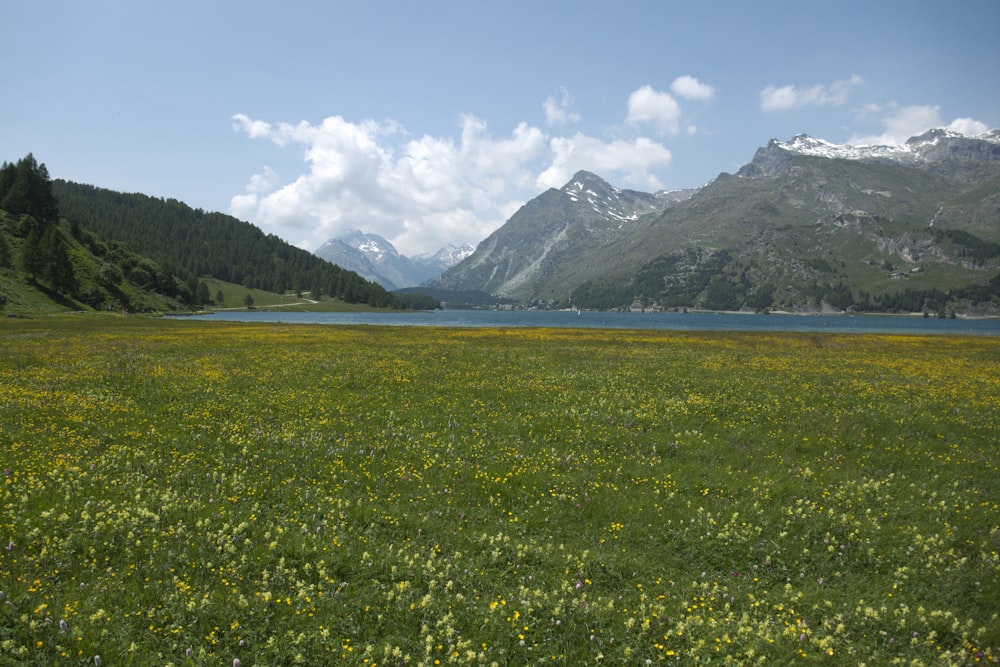 Un campo di fiori selvatici con le montagne sullo sfondo