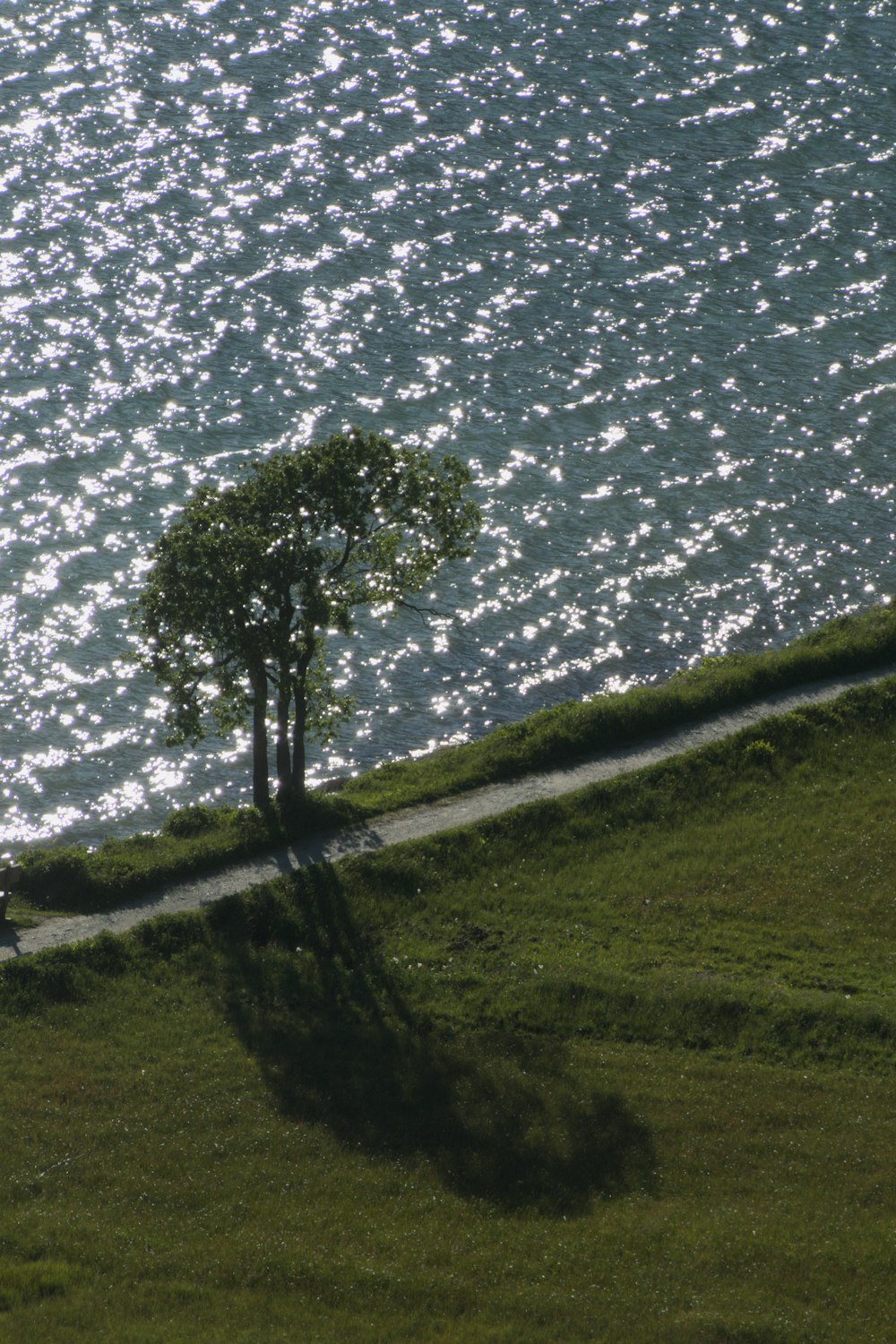 a lone tree sitting on the side of a road next to a body of water