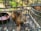 A squirrel is inside a metal cage with a wire grid floor. There are two bowls inside, one containing water or food. The surrounding environment appears to be an outdoor area with a hint of greenery visible in the background.