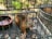 A squirrel is inside a metal cage with a wire grid floor. There are two bowls inside, one containing water or food. The surrounding environment appears to be an outdoor area with a hint of greenery visible in the background.
