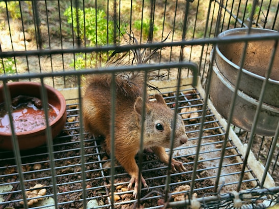 A squirrel is inside a metal cage with a wire grid floor. There are two bowls inside, one containing water or food. The surrounding environment appears to be an outdoor area with a hint of greenery visible in the background.