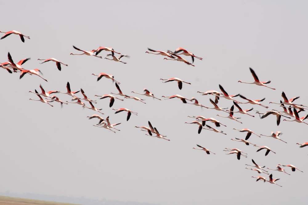 a flock of birds flying in the sky