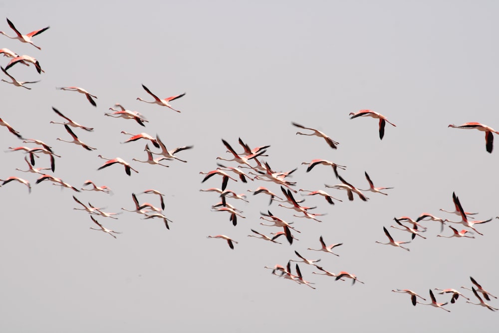 a flock of birds flying through a gray sky