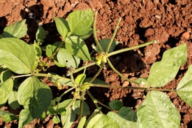 A small plant with green leaves grows in rich, brown soil. The leaves are broad with visible veins, and a few have small holes. A single yellow flower is blooming at the center of the plant. The sunlight casts shadows on the ground, highlighting the textures of the soil and leaves.