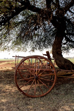 A rustic wooden cart filled with golden jaggery blocks resting under the shade of lush green sugarcane fields.