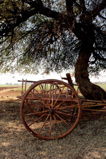 A rustic wooden cart filled with golden jaggery blocks resting under the shade of lush green sugarcane fields.